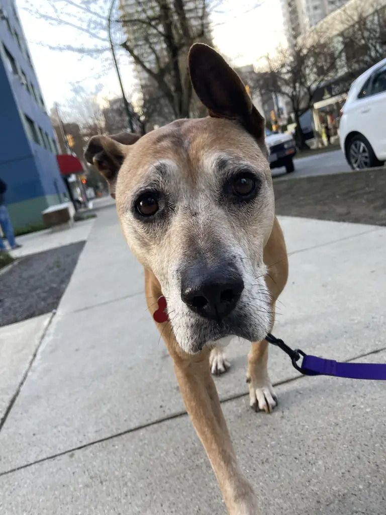 Dog Walking in Vancouver West End - Part Time Pawrents