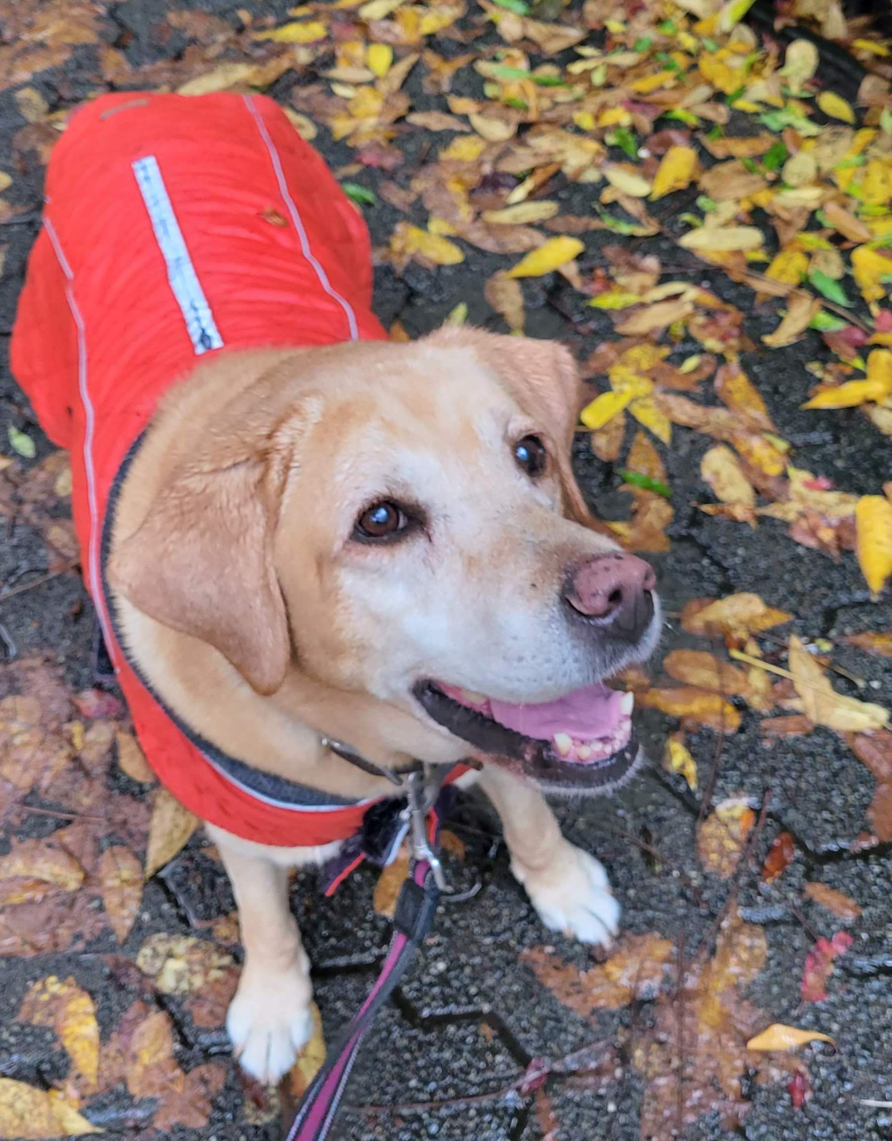 Dog Walking in Vancouver West End - Part Time Pawrents